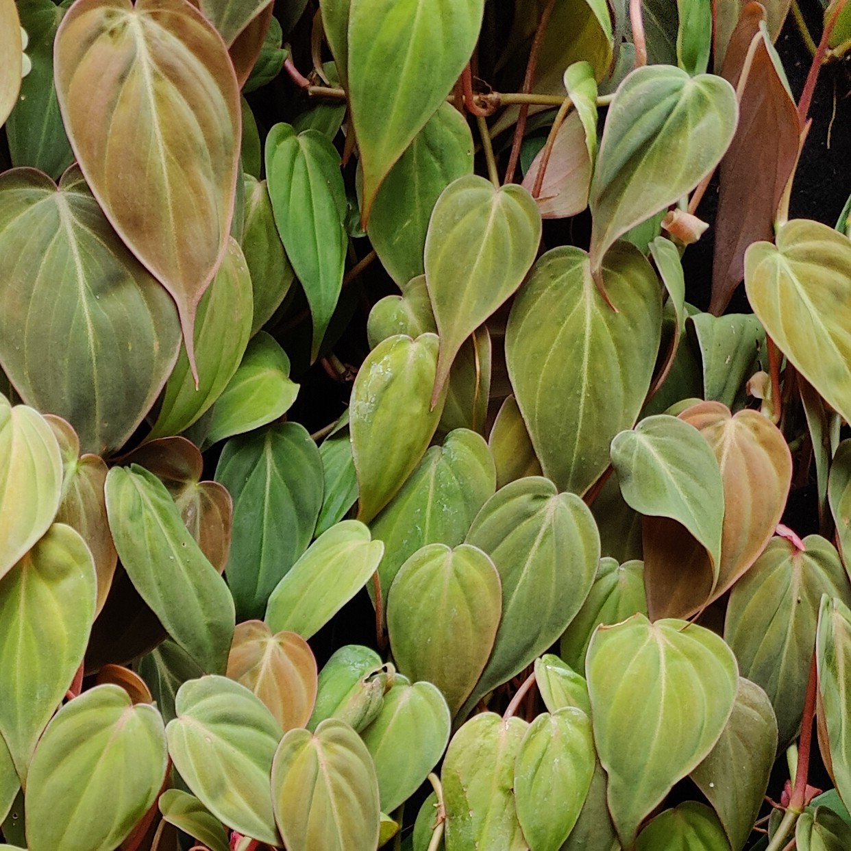 Philodendron Micans